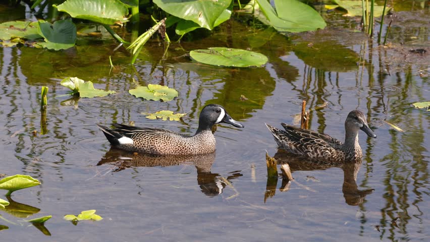 Beautiful male and female blue winged teal ducks floating and feeding on the calm water of a swamp.