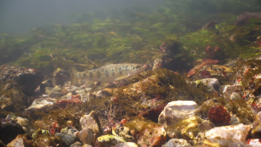 Juvenile Common Trout swims and shelters from current in the River Avon, Wiltshire, UK