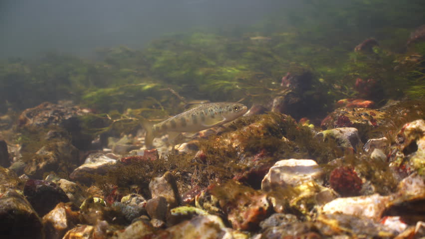 Juvenile Common Trout swims and shelters from current in the River Avon, Wiltshire, UK