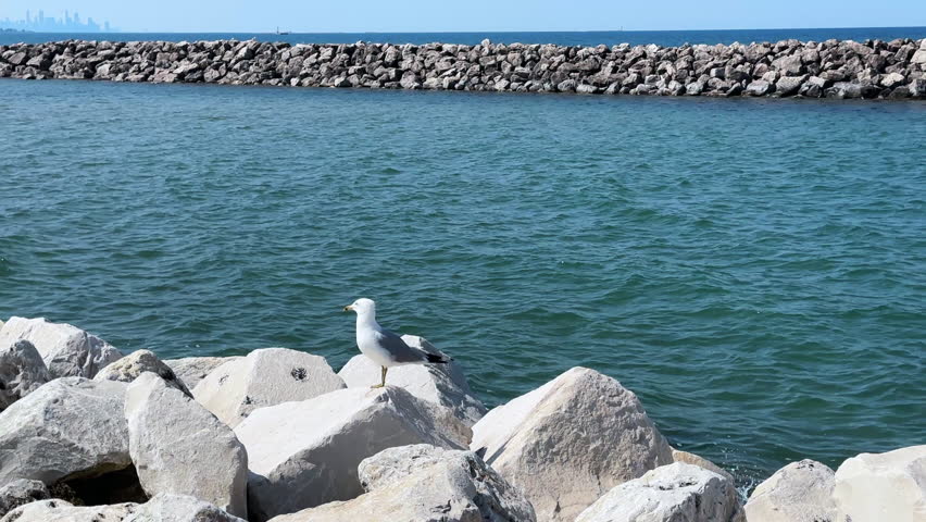 Solitary Sea Gull Perched on a Rocky Jetty at the Lake Michigan Shoreline