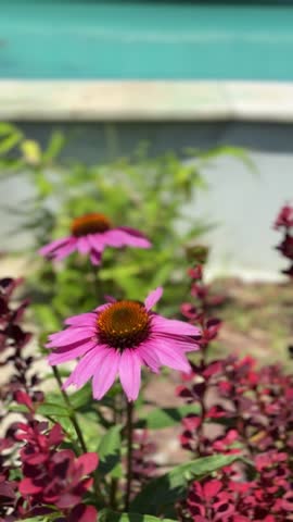 Flowers garden natural landscape outdoor