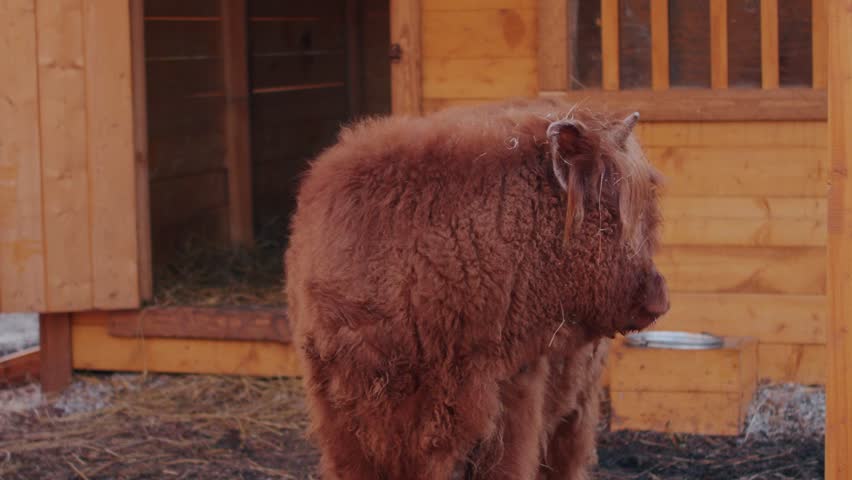 Detailed texture study: red Highland cattle fur in forest