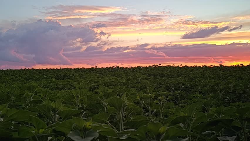 Bright orange red sunset with clouds in a sunflower field