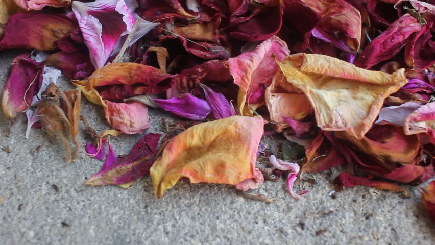 A close-up camera tilt showing a colorful pile of dried rose petals in shades of pink, red, and yellow scattered on a concrete surface.