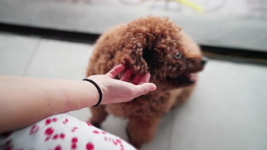 Human hand reaching from lower left toward small curly brown dog on smooth indoor tile, low angle closeup showing gentle touch, snout contact, soft light, and quiet home setting