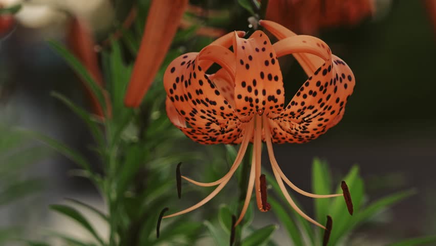Closeup of tiger lilies or Lilium lancifolium at night
