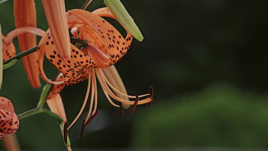Closeup of tiger lilies or Lilium lancifolium at night
