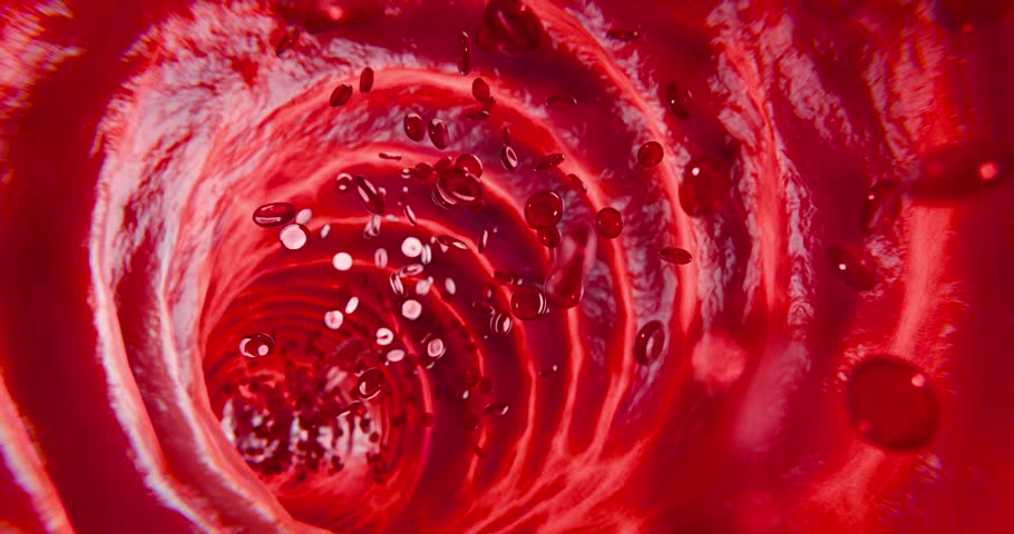 Red blood cells in motion inside vein structure, used for medical presentation, human anatomy illustration, and health education materials related to blood science, 3D Rendering
