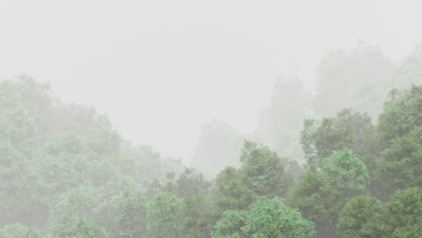 mist-covered mountainous forest in nature
