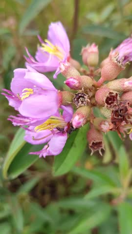 Close-up macro video of delicate purple wildflowers blooming in a natural garden. Soft focus and shallow depth of field highlight the vibrant petals and flower buds, creating a peaceful botanical scene ideal for nature, spring, flora, and environmental themes. 