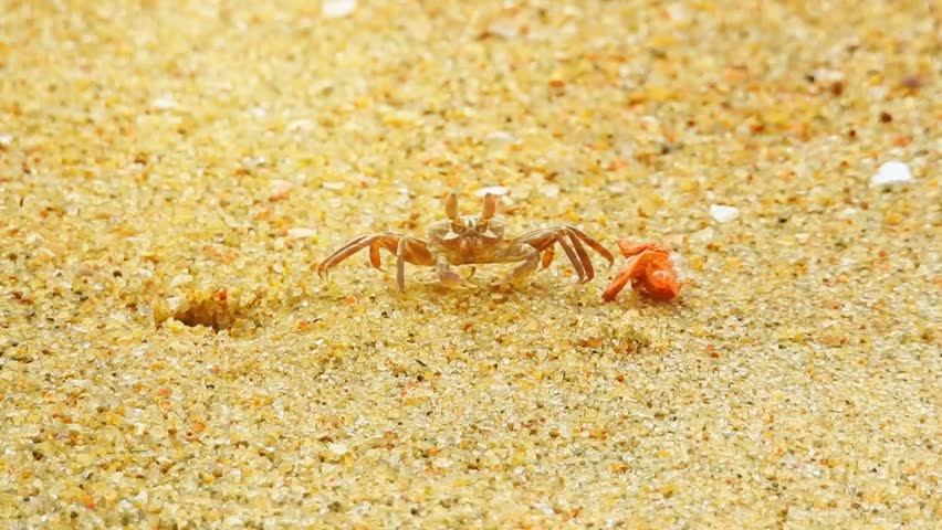 A small crab quickly scuttles across the sandy beach, capturing a natural coastal wildlife moment.