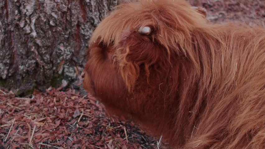 Shaggy Highland calf resting by a tree trunk reference