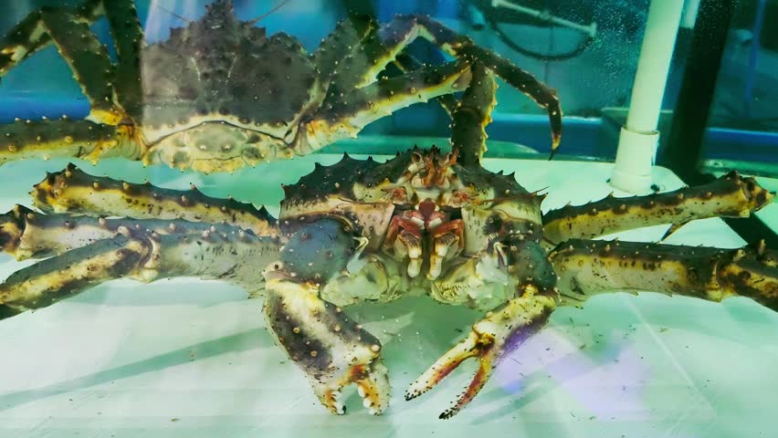 Alaska king crab in tank, Chiangmai Thailand.