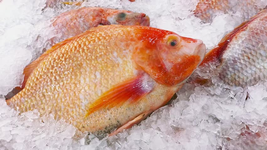  Red tilapia on crushed ice, Fresh seafood market.