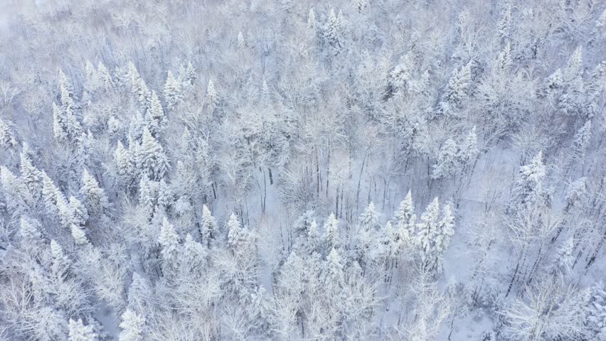 Stunning aerial drone footage of a pristine boreal forest blanketed in fresh snow during winter in Quebec, Canada. Dense evergreen and deciduous trees create a breathtaking white landscape, showcasing the beauty of the Canadian wilderness. Perfect for nature documentaries, travel films, winter backgrounds, climate and environmental projects, and outdoor adventure content.