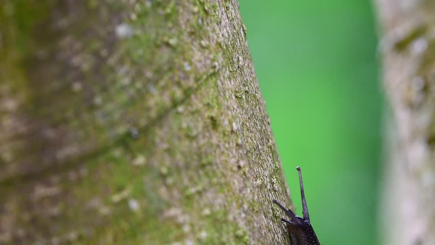Snail crawling up a tree, close-up