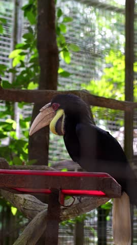 a glimpse of hungry hornbill inside the cage, bird trying to take big bites of papaya but only some successfully eaten