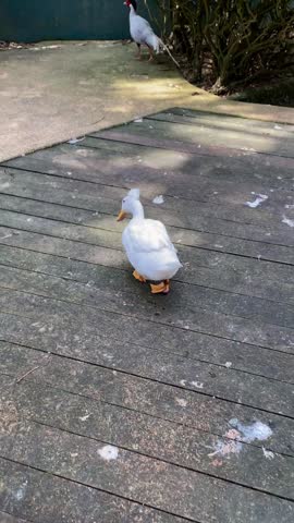 white duck walking in the afternoon, american pekin duck wandering around in the park with bird and rooster sound in background