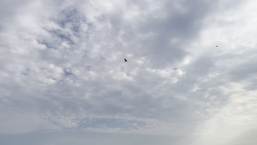 Cloudy sky. Two seagulls flying in the cloudy sky. Cloudy sky.