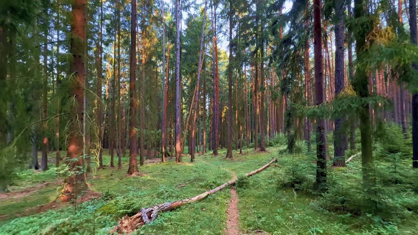 Winding Dirt Path Through Tall Pine Forest with Fallen Tree