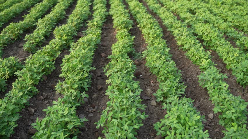 Fresh Green Groundnut agriculture field 