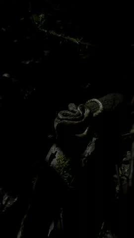 Bamboo Pit Viper (Trimeresurus gramineus) Coiled Defensively on a Tree Branch in Natural Forest Habitat