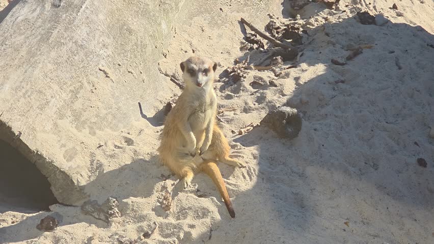 A meerkat is sitting on the sand while looking around its environment. The sun is shining.