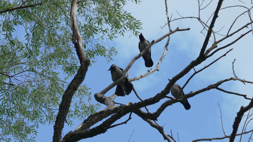 Three Hooded Crows Perched on Tree Branches Against a Clear Blue Sky With Green Leaves.