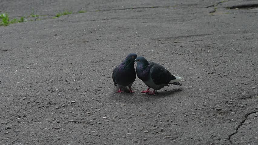 Two Urban Pigeons Resting on Cracked Pavement Together in Overcast City Closeup.