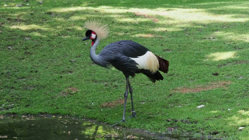 The Black Crowned Crane, Balearica pavonina is a bird in the crane family Gruidae.