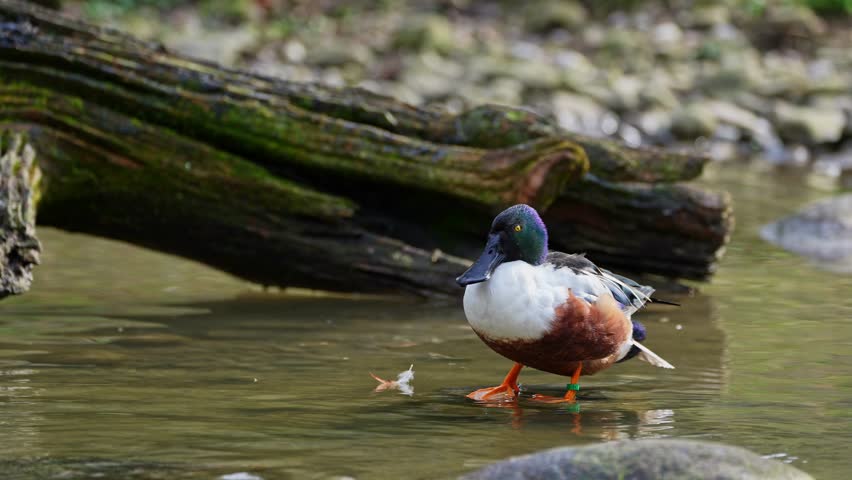 The northern shoveler, Spatula clypeata is a common and widespread duck. Here on a lake in Munich, Germany.
