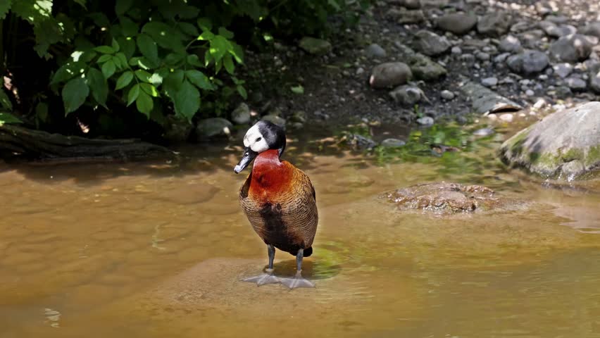 White-faced whistling duck, Dendrocygna viduata, noisy bird with a clear three-note whistling call at the lake. Nature landscape. Birds watching