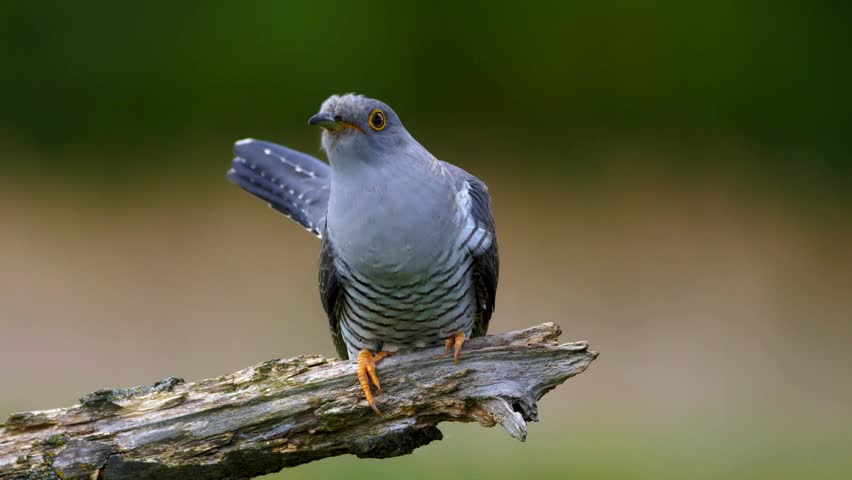 Common cuckoo bird perched on a weathered tree branch outdoors