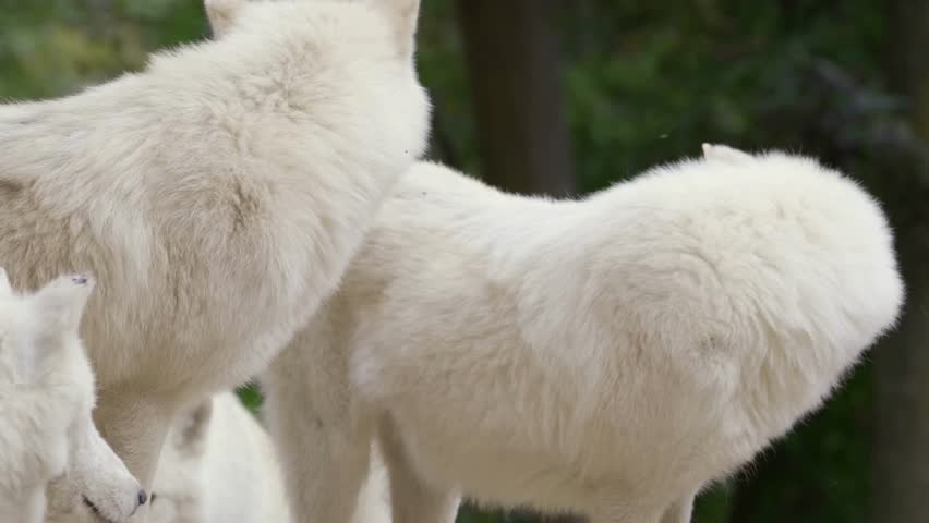 A pack of arctic wolves standing together with one panting