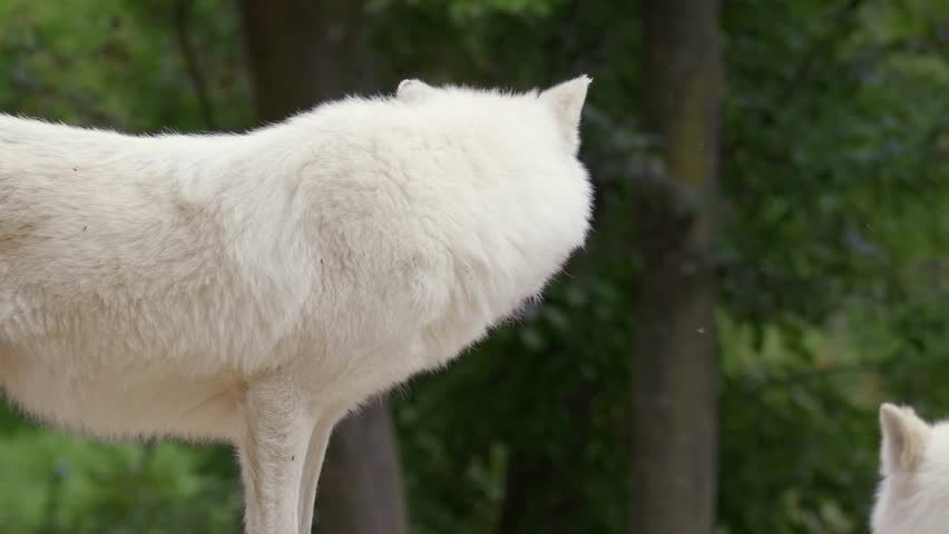 Side view of an arctic wolf standing with mouth open