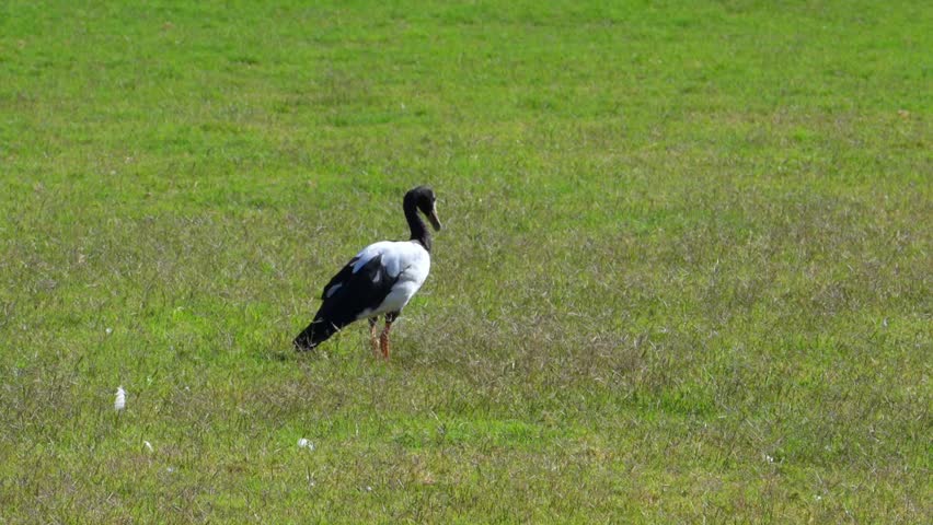 The magpie goose (Anseranas semipalmata), a waterbird species inhabiting the wetlands of northern Australia and southern New Guinea. It is distinguished by its characteristic black and white plumage, long black neck, and a unique cranial knob on the crown of the head. Unlike typical waterfowl, it possesses partially webbed feet, enabling it to perch and roost in trees.