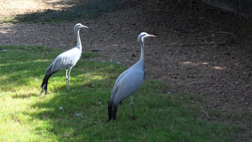 Blue crane (Anthropoides paradiseus), also known as the Stanley crane or paradise crane. It is the national bird of South Africa. This species is classified as Vulnerable and is threatened with extinction in the wild. Blue cranes are characterized by their slender body structure and distinctive blue gray plumage.