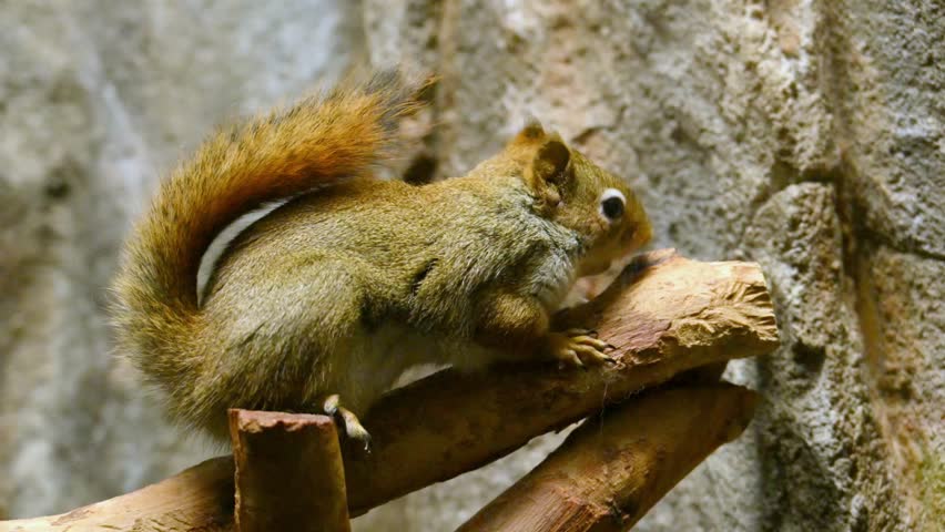 American red squirrel (Tamiasciurus hudsonicus), a small tree squirrel distinguished by its reddish brown fur and white ventral surface. This species is well known for its high activity level and vocal behavior and inhabits primarily coniferous and mixed forests throughout North America. American red squirrels play an important ecological role in seed dispersal by caching thousands of seeds and nuts during each season.
