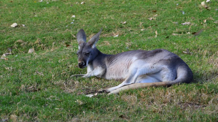 Red kangaroo (Osphranter rufus) resting on grass. The red kangaroo is the largest extant marsupial in the world and is endemic to Australia. Females are typically reddish brown but may occasionally exhibit a bluish gray coloration, while both sexes have a paler ventral body surface.