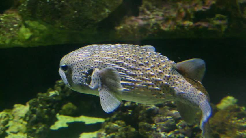 The spotfin porcupinefish (Diodon hystrix) belongs to the family Diodontidae (porcupinefishes). It is often referred to as a pufferfish or blowfish because of its remarkable ability to inflate its body. This species is distinguished by its grayish brown body covered with numerous small black spots. Spotfin porcupinefish possess long, sharp spines that normally lie flat against the body but become erect when the fish inflates, serving as an effective defensive adaptation to deter predators.