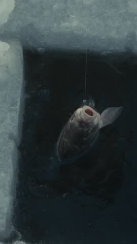 Fish breaks the surface of icy water through a hole in the ice, surrounded by frozen elements, highlighting the cold aquatic ecosystem