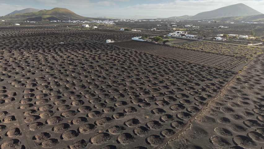 UHD aerial of unique black volcanic agriculture in rural valley of La Geria, Lanzarote. Circular stone walls protect green grape vines on Spanish wine farm in La Geria