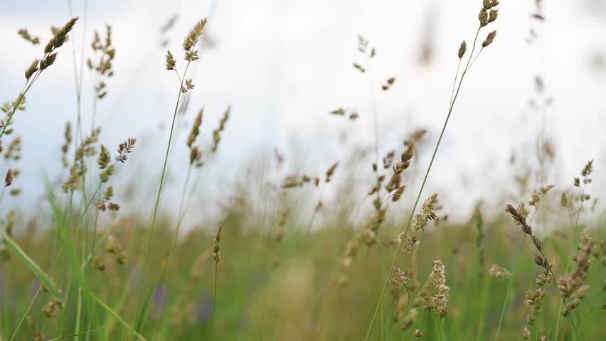 Lush green grass and delicate purple wildflowers gently swaying in a summer breeze. A beautiful close up of a vibrant meadow with blades of grass moving in the wind under a soft, cloudy sky