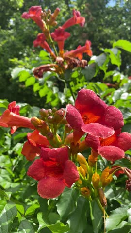 Sunny day shows multiple bees hovering around and landing on bright orange-red trumpet-shaped flowers. Several bees are actively pollinating the Campsis radicans blossoms.