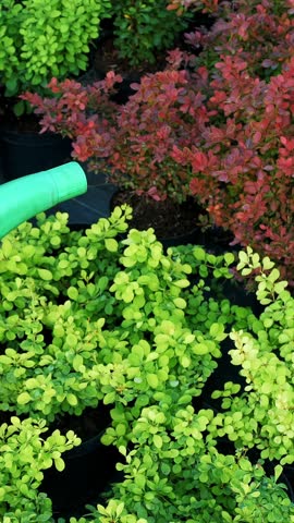Close-up. gardener is pouring potted plants from a watering can in a garden center. caring of plants in the greenhouse. floristry, gardening, flower business, horticulture.