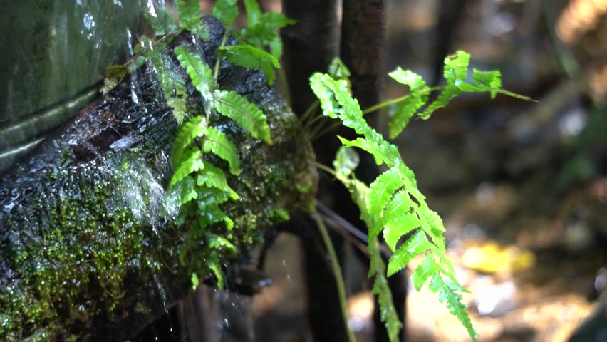 Close-up of fresh green ferns and moss on a mossy log with clear water dripping over them in a serene, natural forest setting.