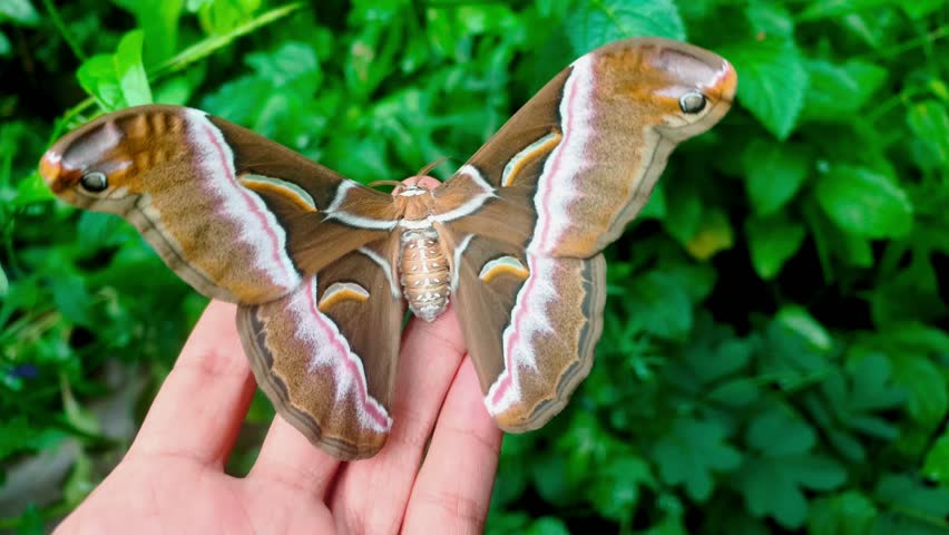 Close-up footage of a beautiful moth perched on a human finger in a backyard garden. The Eri Silkmoth, native to Indonesia, belongs to the Saturniidae family and the Samia genus.