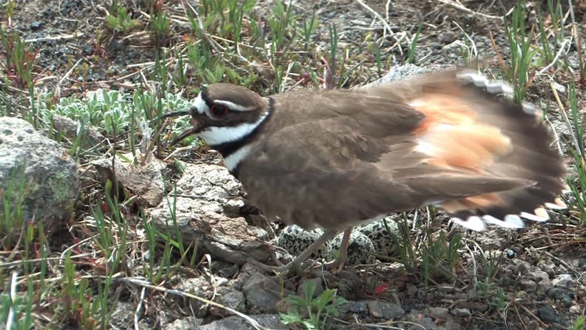 Killdeer trying to protect her eggs from the Yellowstone herd of buffalo walking near 