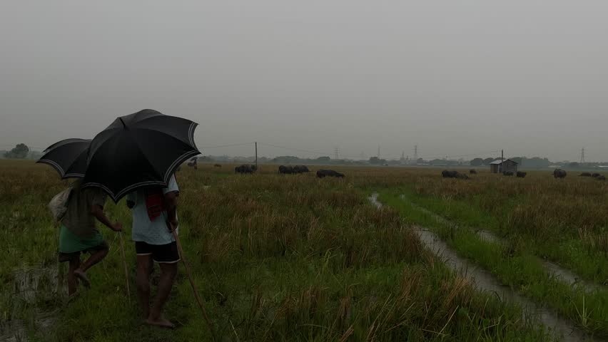 Herd of buffaloes on the village farmland