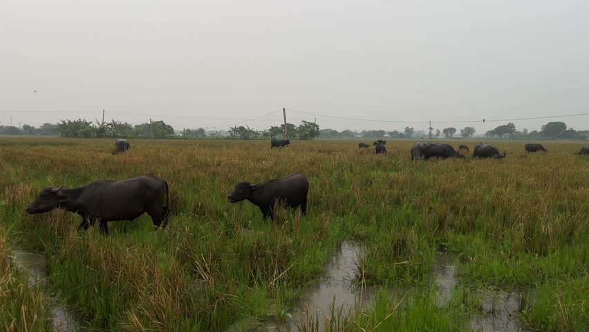 Herd of buffaloes on the village farmland